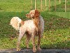  - Urgent / Placement chien adulte - Gyros épagneul breton