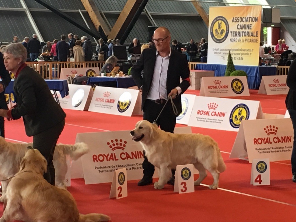 Just Like An Angel - Exposition Internationale canine AMIENS 